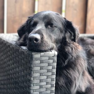 Meet your Posher, Andre